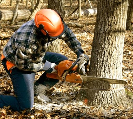 Tree Removal in Anniston, AL